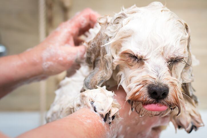 Future-beauty-trend-opportunities-in-pet-care-lab-grown-ingredients-and-skin-cycling.jpg