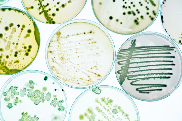 Five-year EU research project identifies marine microbe promise for petrochemical replacement