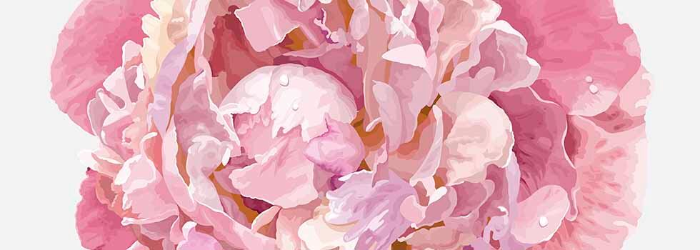 This is a story about the peony and how we have unveiled its beauty secret