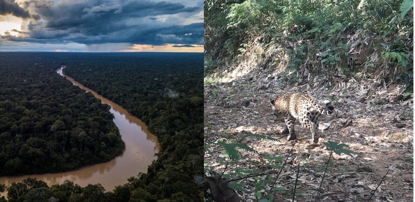Cosmetics brands focus on countering biodiversity loss   