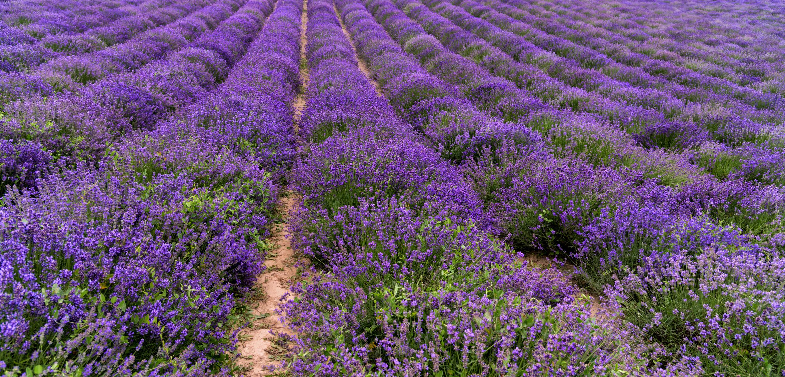 Sustainable natural ingredients perfume