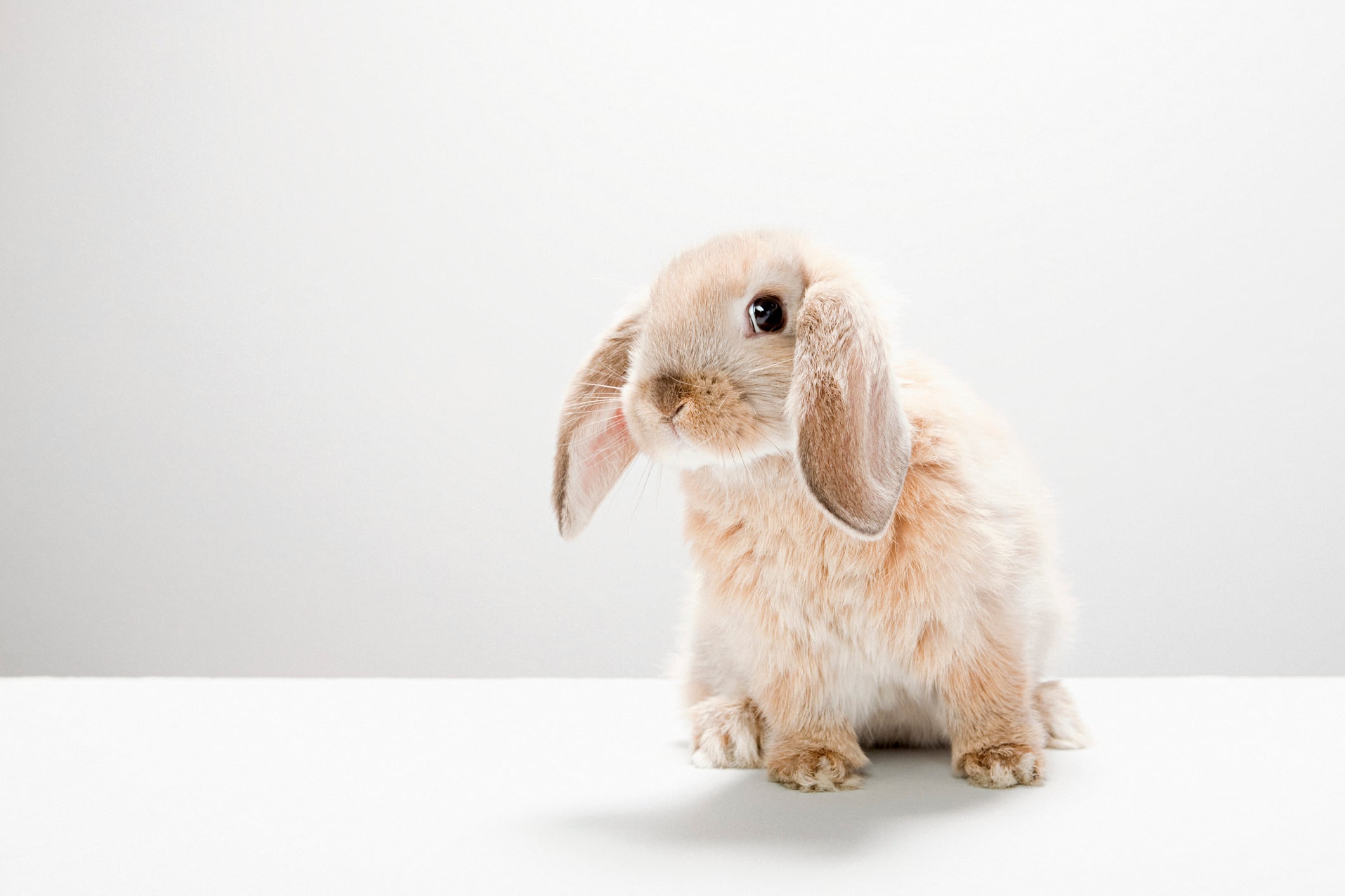 PETA to update cruelty-free eligibility for beauty brands as progress is “under threat” 