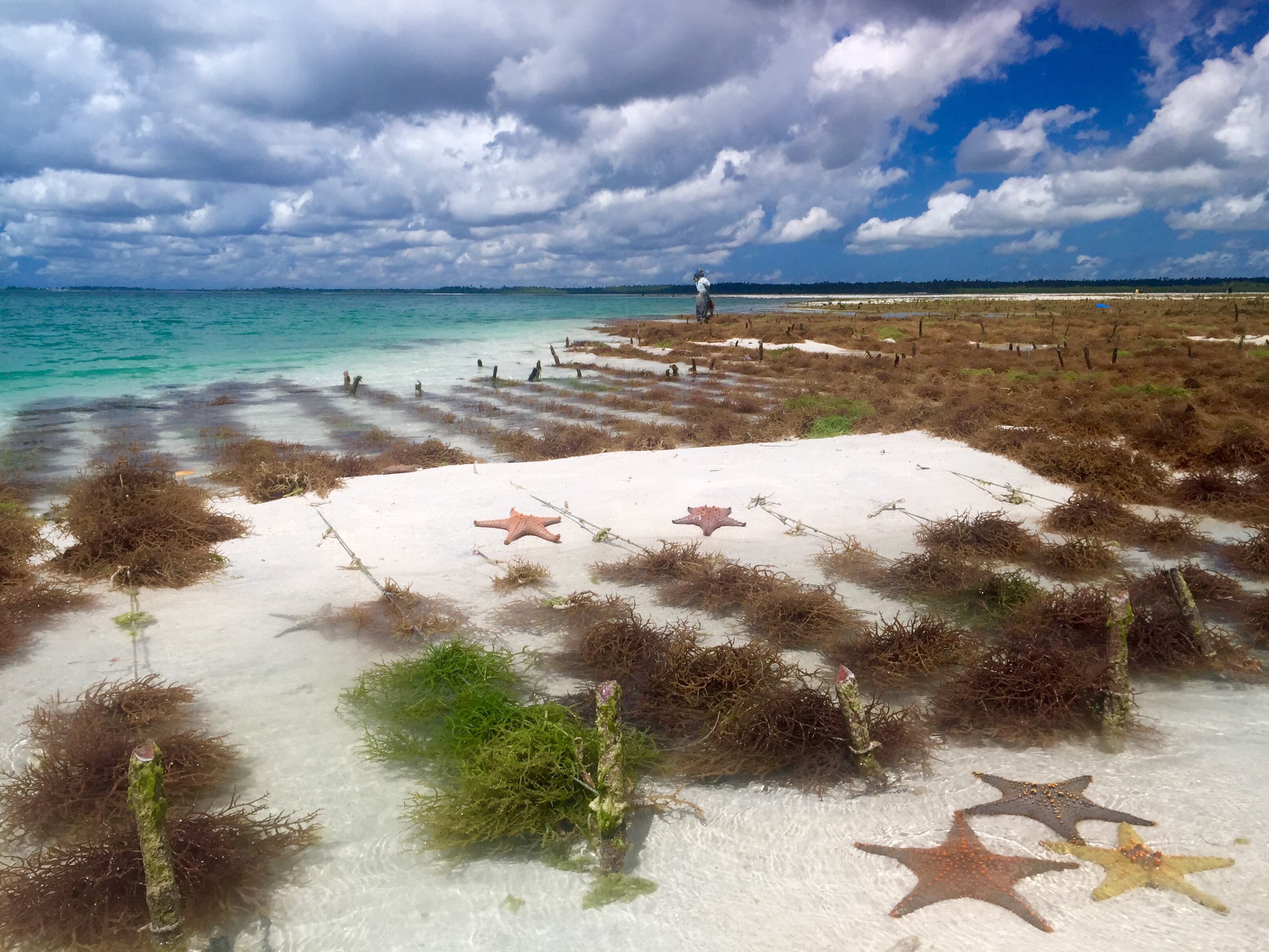 Cargill Beauty steps sustainability forward: what makes its new Red Seaweed Promise different?