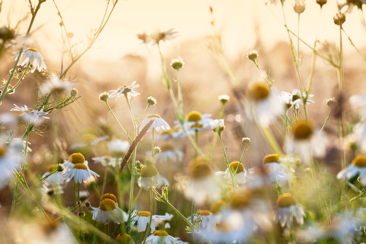 Biofunctional, high-tech chamomile extract