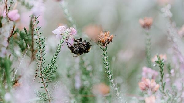 bee-image-seilich.jpg