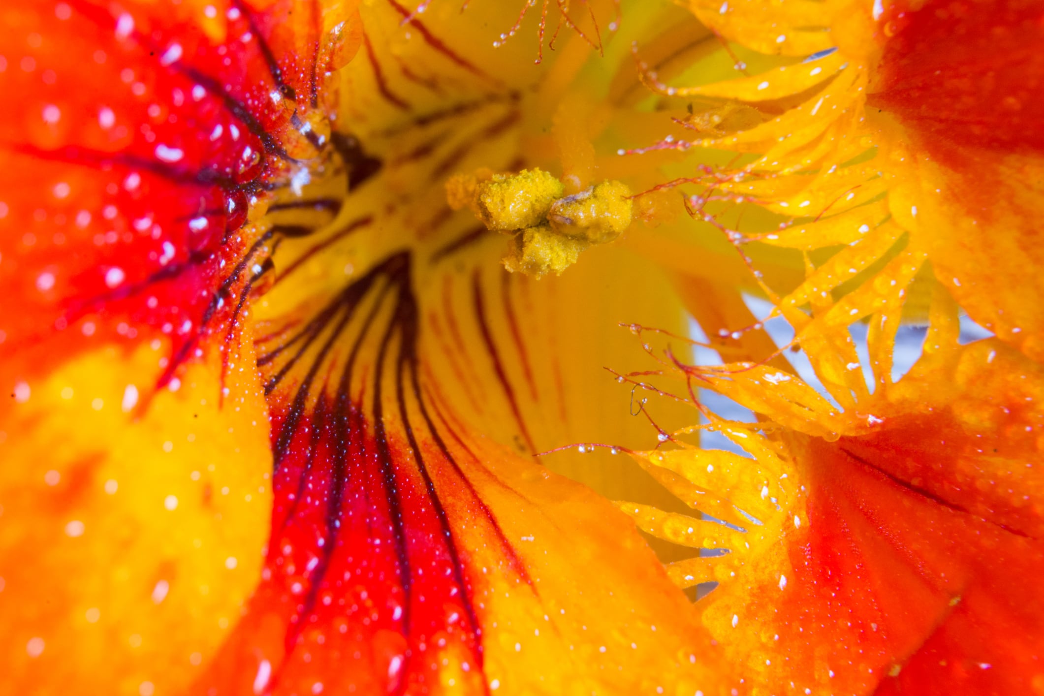 US study connects nasturtium extract to skin-aging improvements 