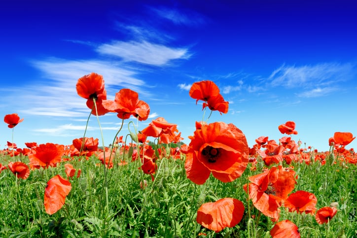 Flower-extracts-for-natural-cosmetic-dyes-that-are-stable-and-active-show-promise-finds-study.jpg