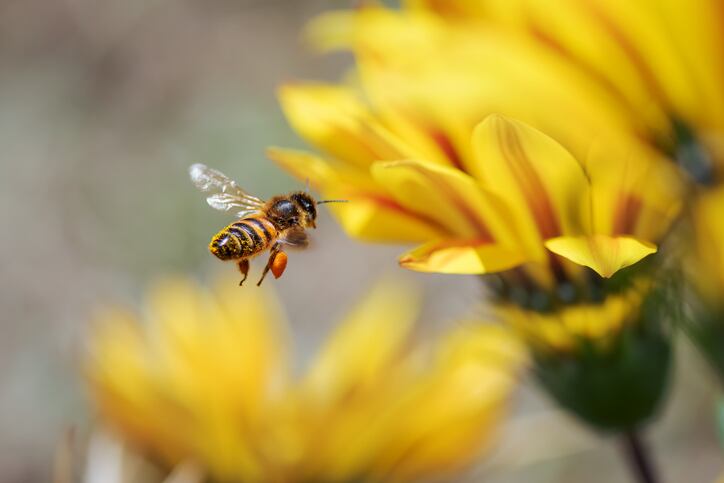 Startup launches propolis-based skin care ingredient that could: “address unmet needs" in the beauty industry 