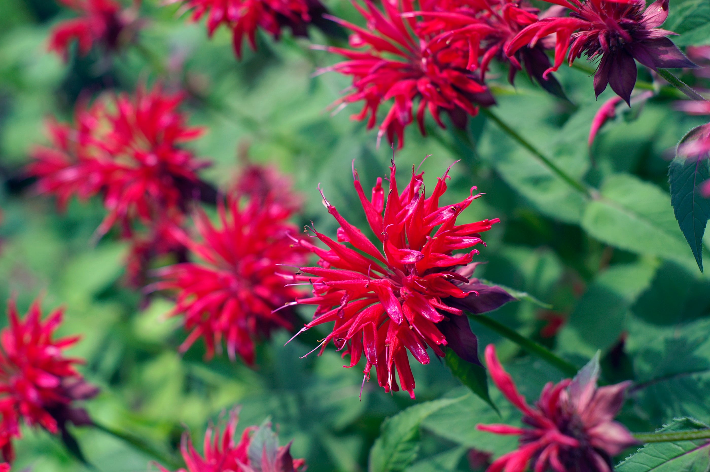 Red Bee Balm in full bloom in a garden. Bee Balm is a perennial flower that blooms in late summer. Bee Balm (Monardo or Bergamot) attracts both Hummingbirds and Butterflies.