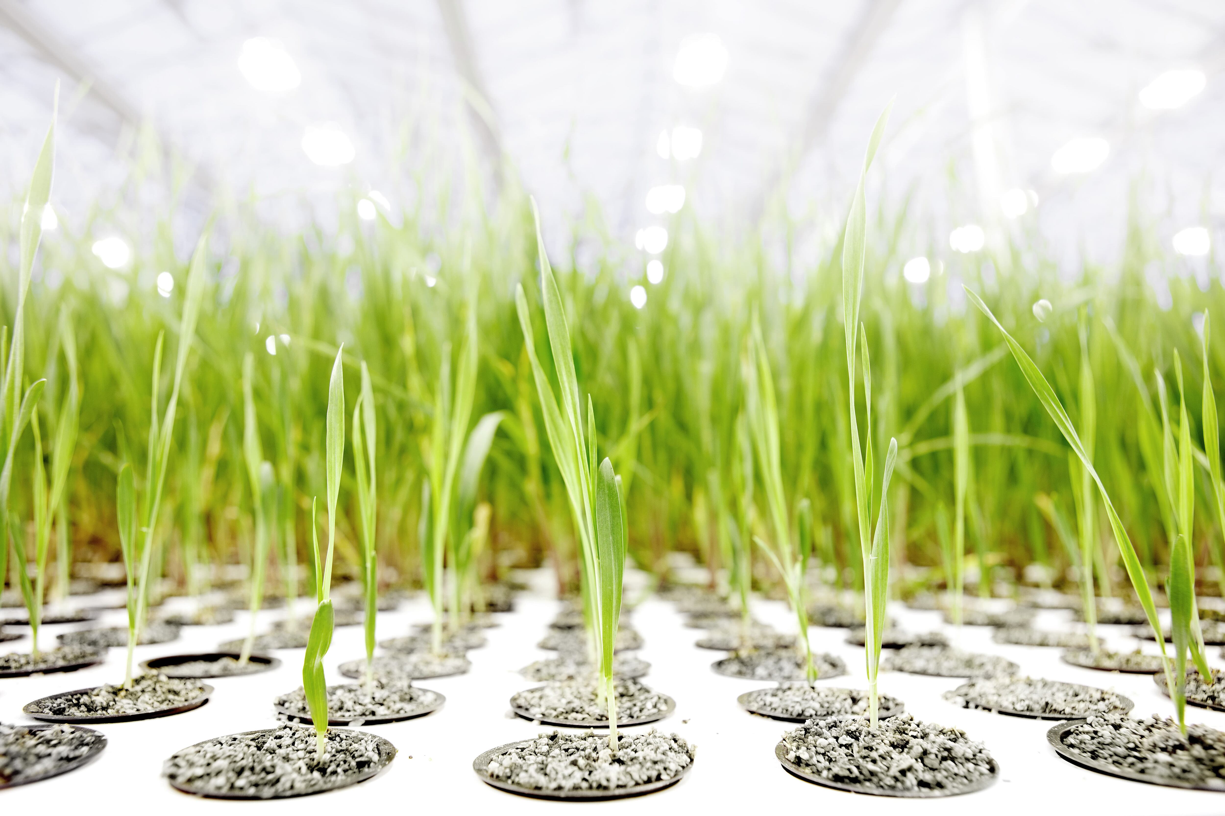  Forever young: Bioeffect co-founder talks potent power of bioengineered plants for anti-ageing