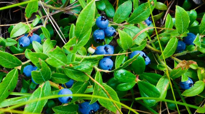 Study-Wild-blueberry-extract-may-promote-wound-healing.jpg