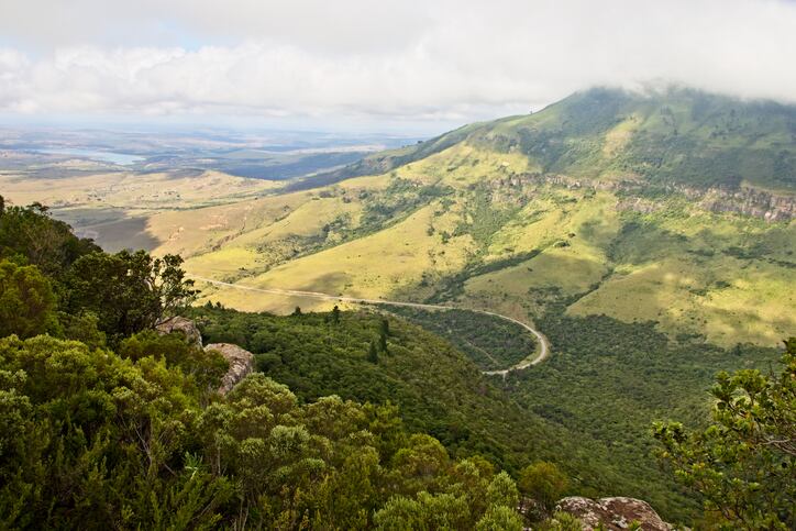 Plant power? ‘Potent’ South African varieties show hygiene, beauty and sun protection promise