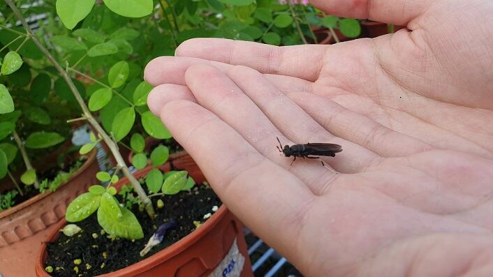 Bug-based beauty: Singaporean biotech firm enlists soldier flies for more sustainable and purer chitosan