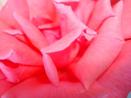 rose_jess_free.jpg