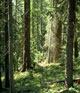 forest.jpg
