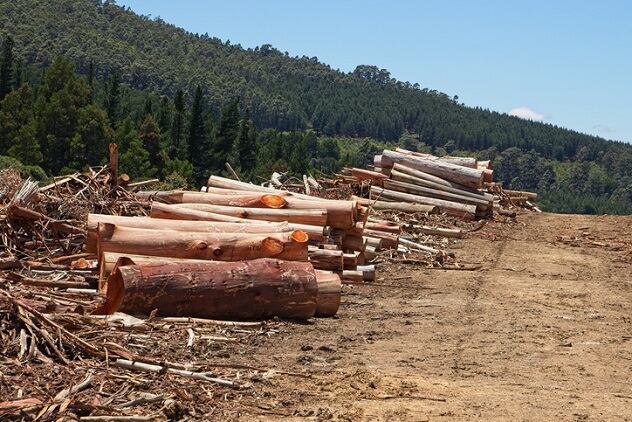 Unilever-advances-zero-deforestation-initiative.jpg