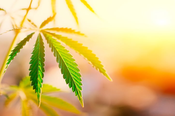 Euromonitor International: Therapeutic and dermo skin care to be ‘main driver’ of cannabis beauty growth