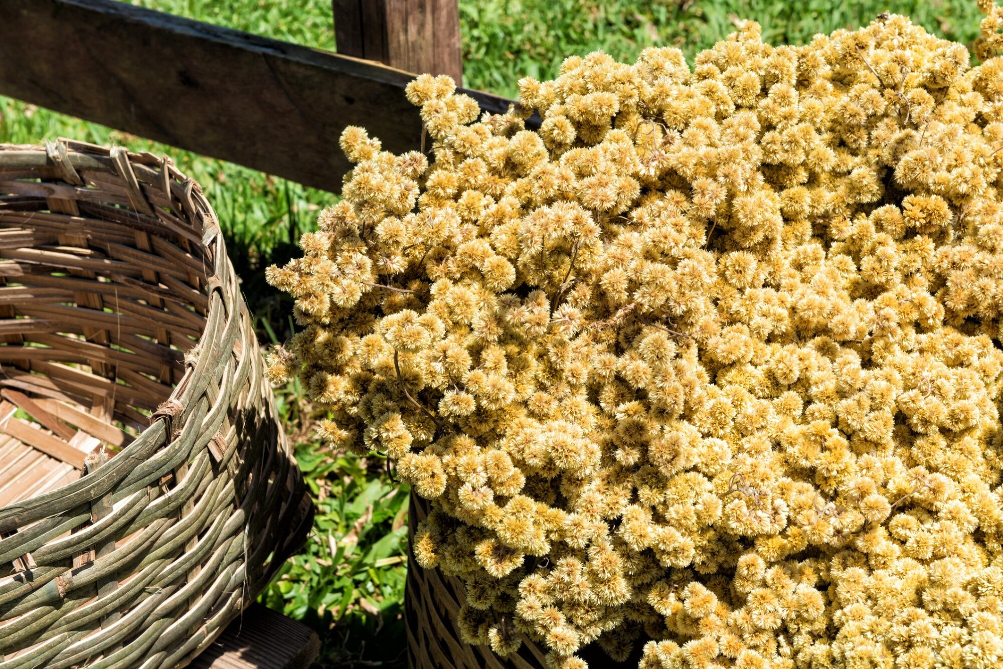 South-American-herb-can-replace-cosmetic-preservatives-study-reports.jpg