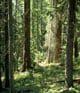 forest.jpg
