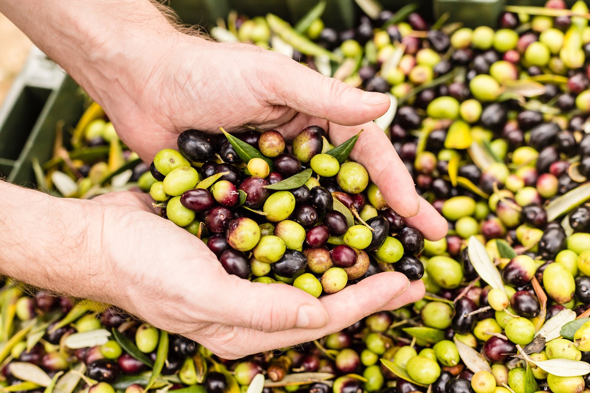 Study-finds-olive-oil-by-products-contain-bioactives.jpg