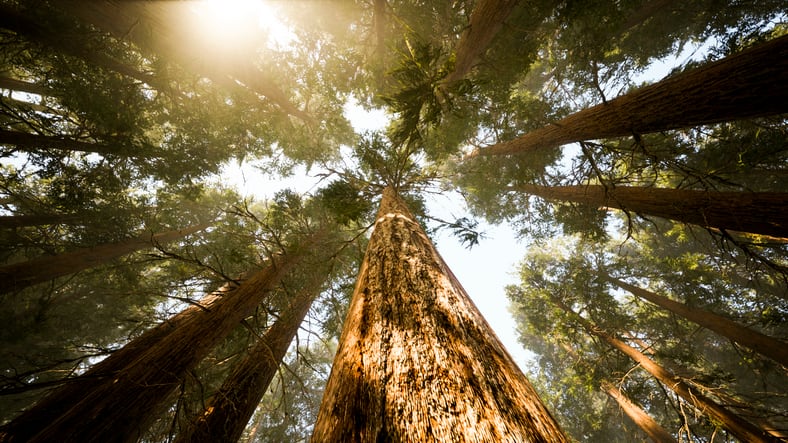 pine-tree.jpg