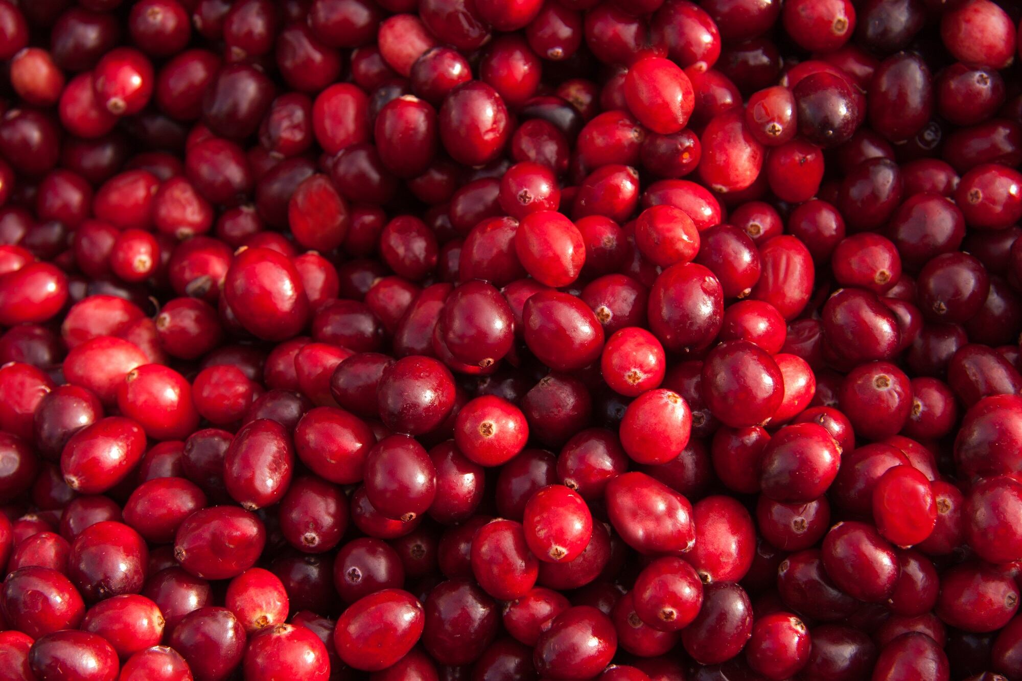 Ingredient-Insights-Upcycled-cranberry-seed-oil.jpg