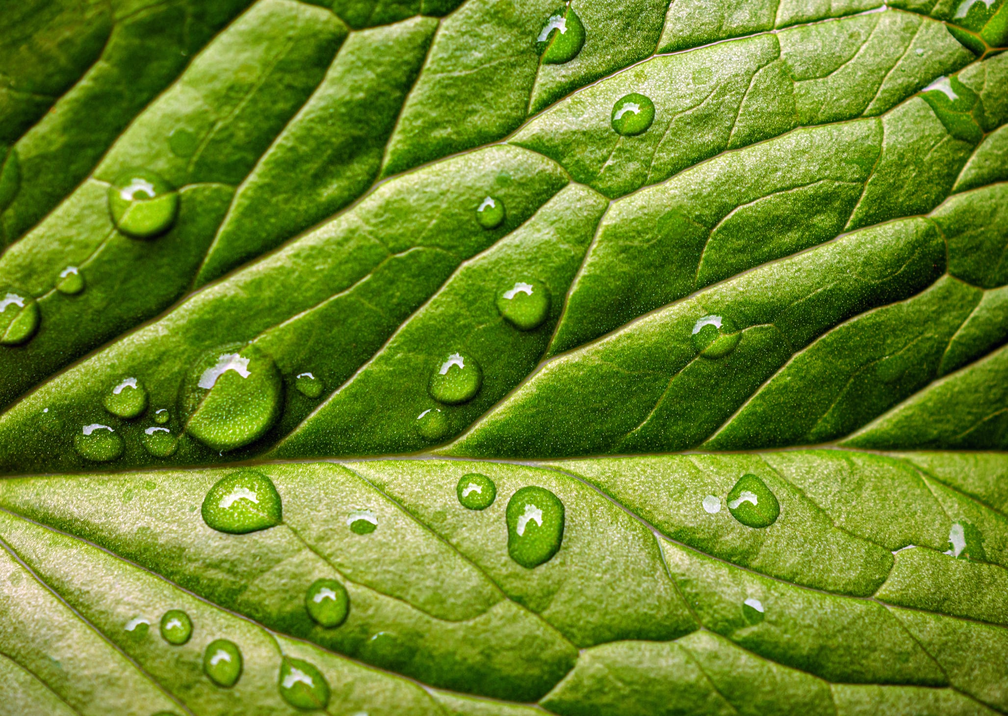 Alchemy ingredients green chemistry