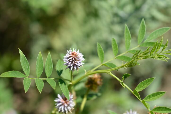 Liquorice flower and leaves - Latin name - Glycyrrhiza glabra