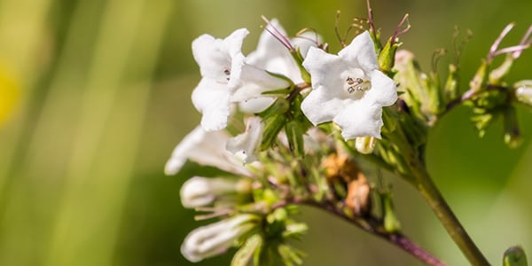 Santa_Herba_Depositphotos_235886742_xl-2015.jpg