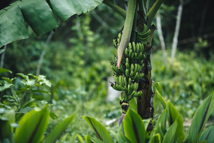 Upcycled-banana-beauty-brand-Kadalys-expanding-into-supply-research-to-tackle-climate-crisis.jpg