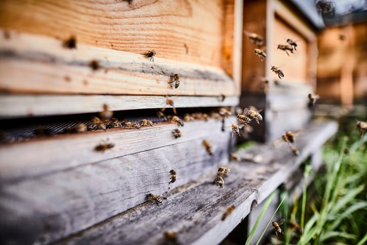 Bee-venom-skin-care-blend-shows-antioxidant-anti-ageing-promise-in-study.jpg