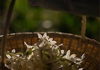 L'Oréal x Cosmo International Fragrances pioneer new scent extraction process “based on air”