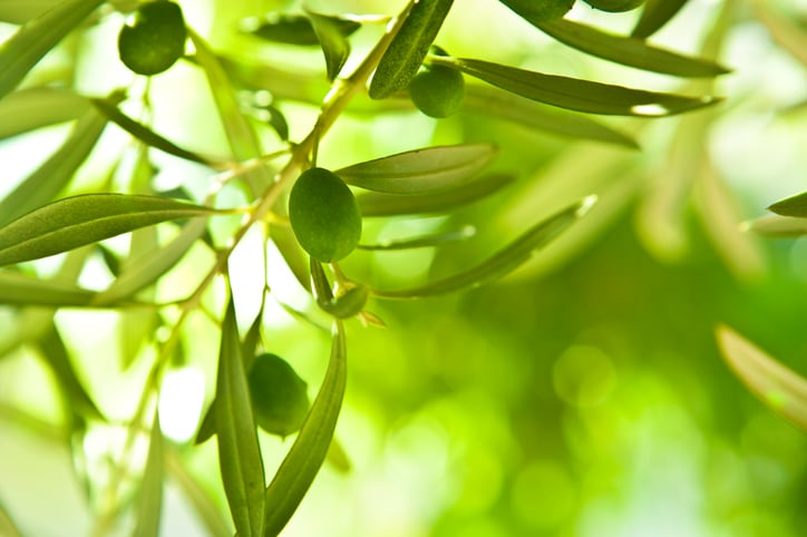 Olive and juniper extracts show hair growth and wound healing promise: Study