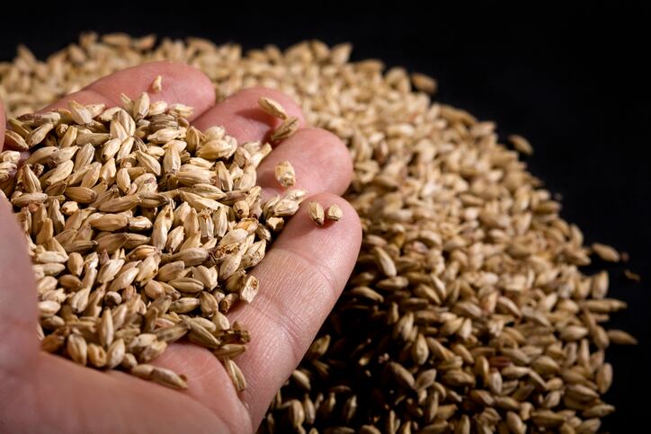 barley.jpg