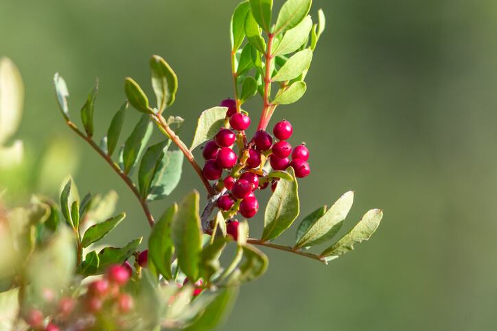 Research team dives into history of personal care for modern plant-based ingredient