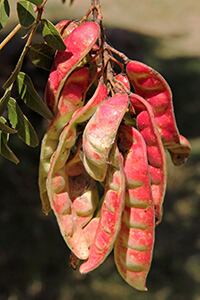 Caesalpinia-spinosa_bearbeitet.jpg