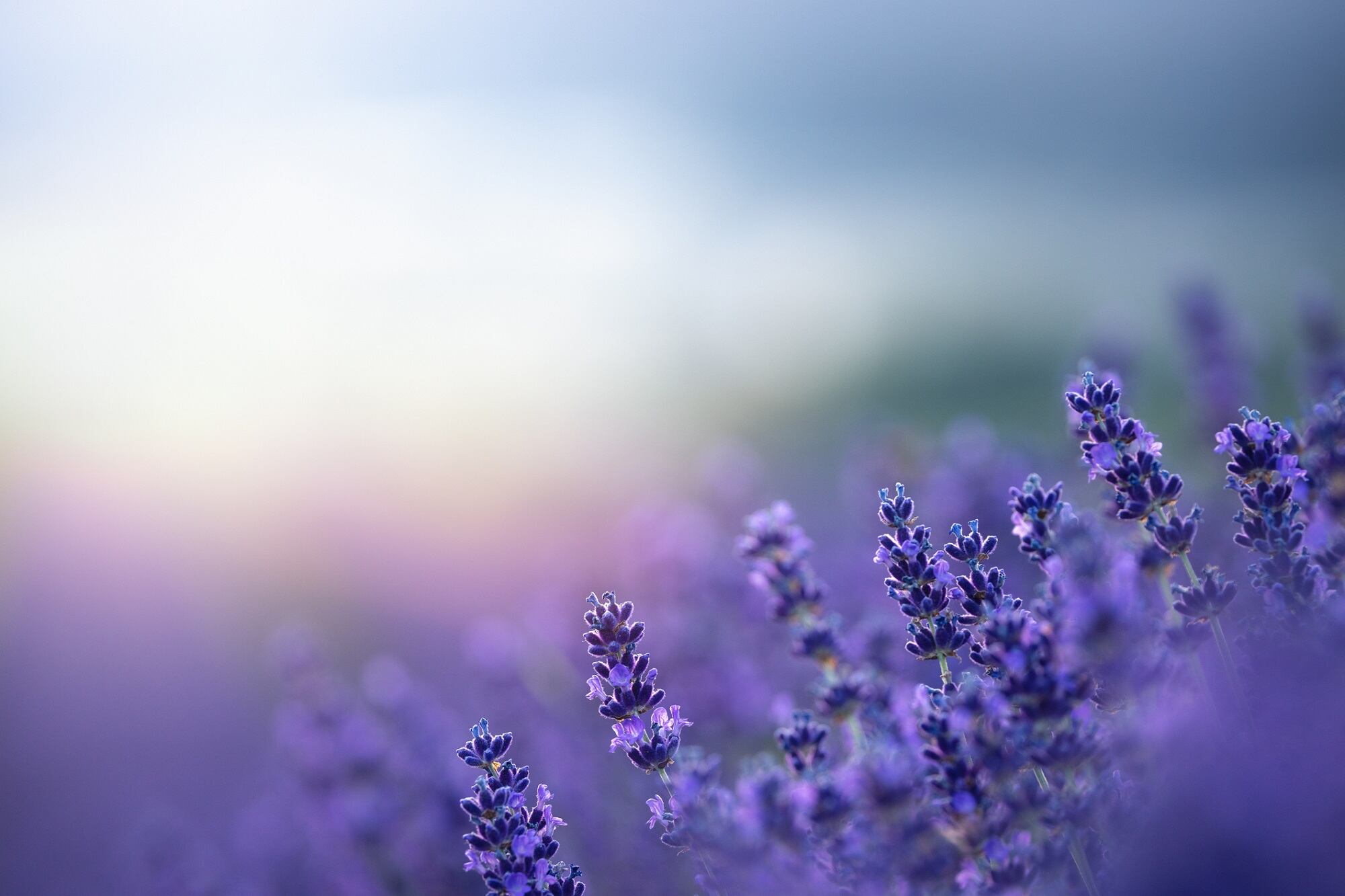 Robertet-ActiScents-explores-the-hidden-cosmetic-properties-of-fragrances.jpg
