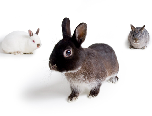 HSI sends 'white rabbits' to Brussels to deliver petition to end animal  testing