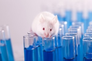 Animal testing for cosmetics products and ingredients is banned in the EU (Getty Images)