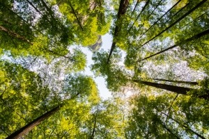 Many beauty brands, manufacturers, retailers and suppliers have signed onto important global initiatives on climate change, carbon emissions and wider environmental causes (Getty Images)
