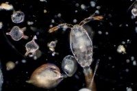 Study-on-testing-marine-toxicity-of-sunscreens-on-plankton