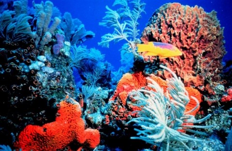 fragrance coral