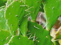 Opuntia cactus: extreme comfort after shaving