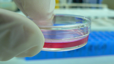 Cosmetics Europe launches animal testing alternatives research consortium