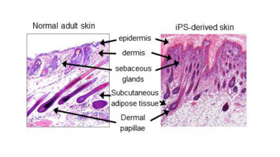 Comparison of natural and iPS-derived tissue (Credit: RIKEN)