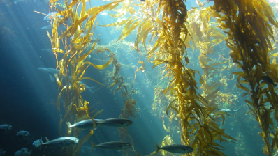 Seaweed demand sees Chilean company target Europe with development agreement