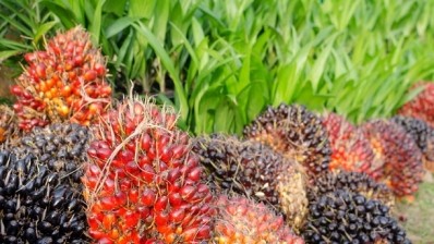 RSPO welcomes Greenpeace deforestation report stating ‘much more needs to be done’