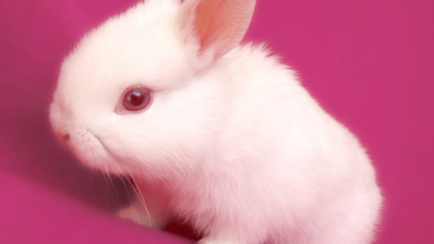 Time to change? China to revise animal testing regulation