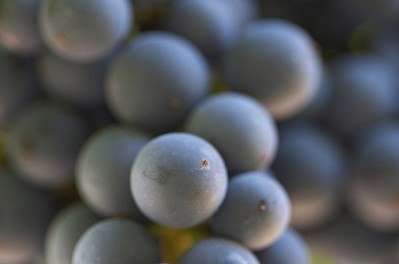 Resveratrol shown to delay aging as scientists enhance understanding