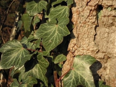 Nanoparticles in English Ivy could lead to synthetic cosmetic adhesives
